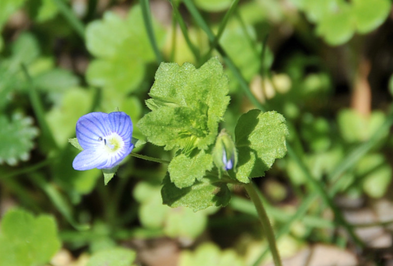 Veronica persica